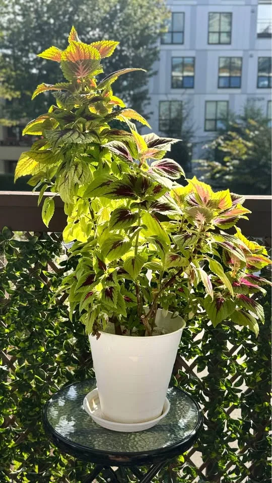 Coleus Planters image indicator(3)