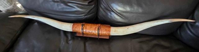 57" Authentic Longhorn Steer Horns - photo 2