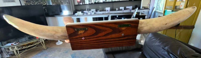 57" Authentic Longhorn Steer Horns - photo 3