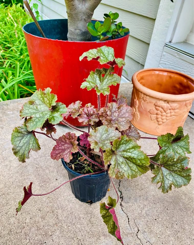 Coral bells, Hardy perennial, 3 healthy crowns in one pot