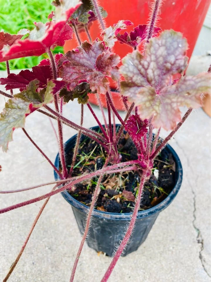 Coral bells, Hardy perennial, 3 healthy crowns in one pot - photo 2