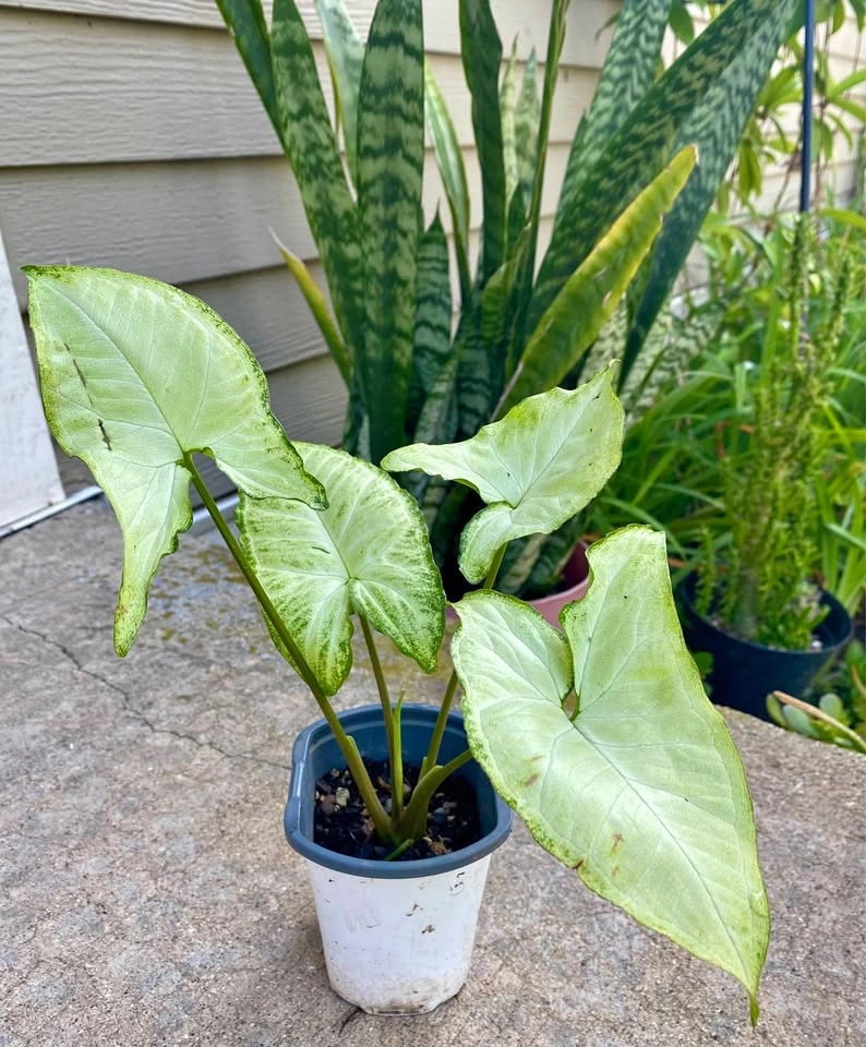 Chinese arrow head plant