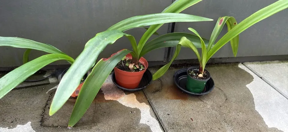 3 very happy amaryllis image indicator(2)