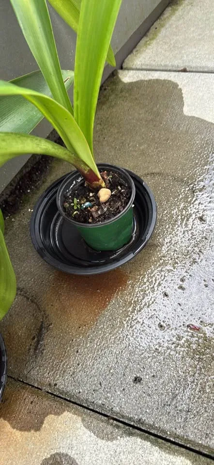 3 very happy amaryllis image indicator(3)