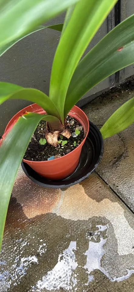 3 very happy amaryllis image indicator(4)