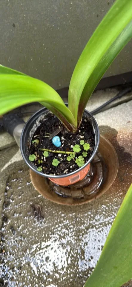 3 very happy amaryllis image indicator(5)