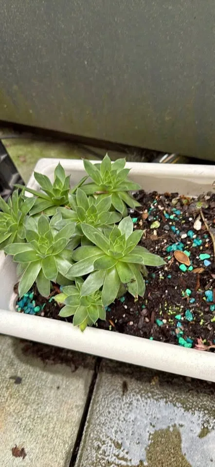 Succulents for sale thumbnail