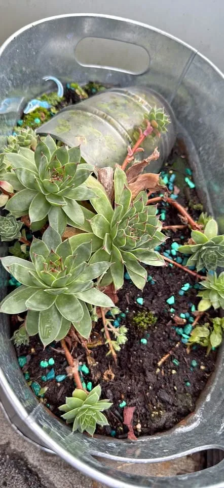 Hens and chicks succulent for sale thumbnail