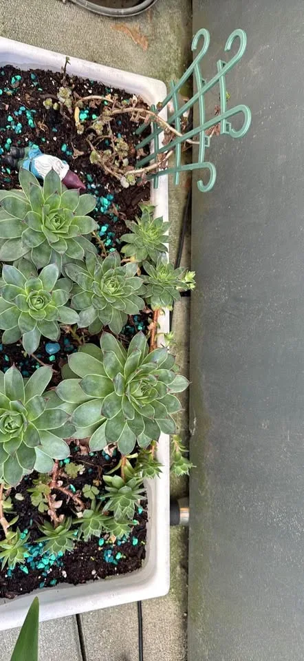 Succulent for sale thumbnail