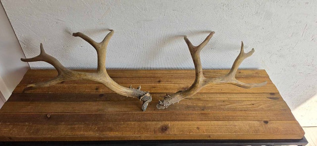 Antlers x2