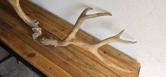 Antlers x2 - photo 2