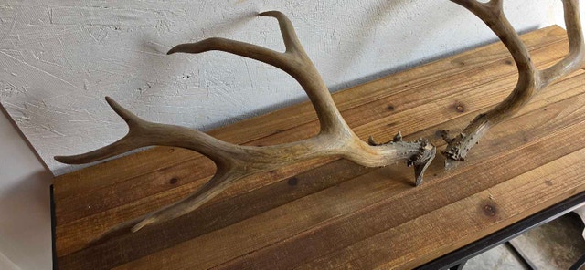 Antlers x2 - photo 3