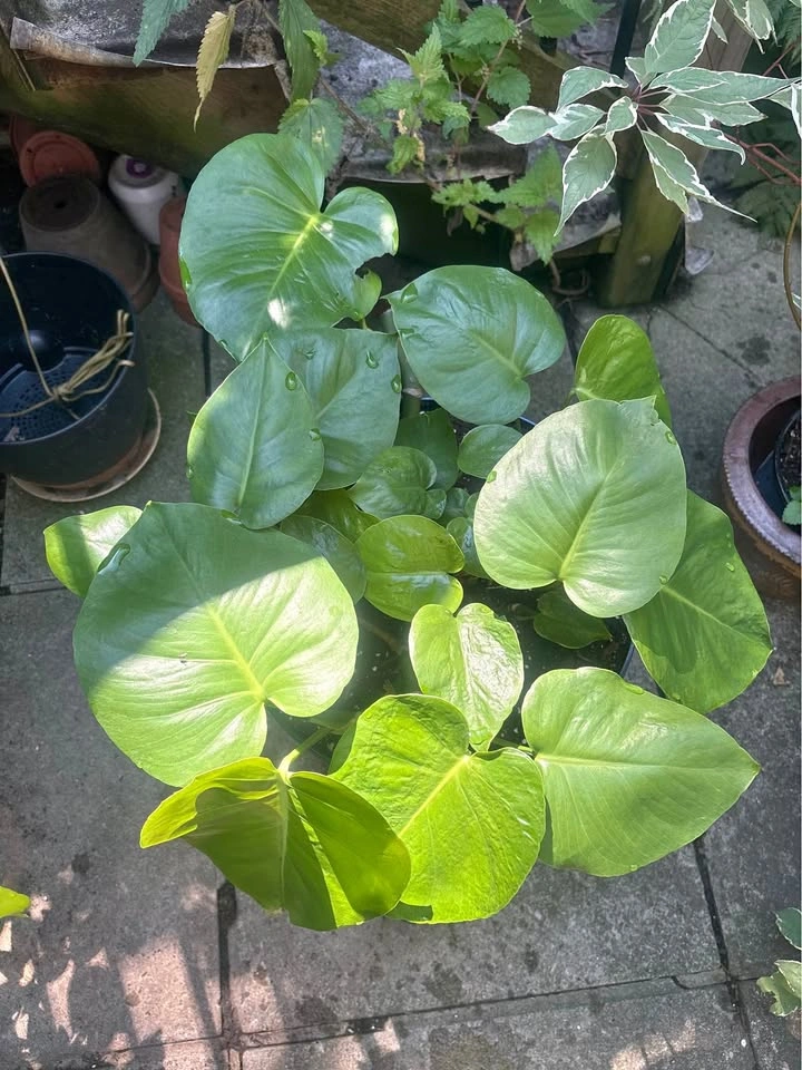 Monstera Plants & Red Osier Dogwoods