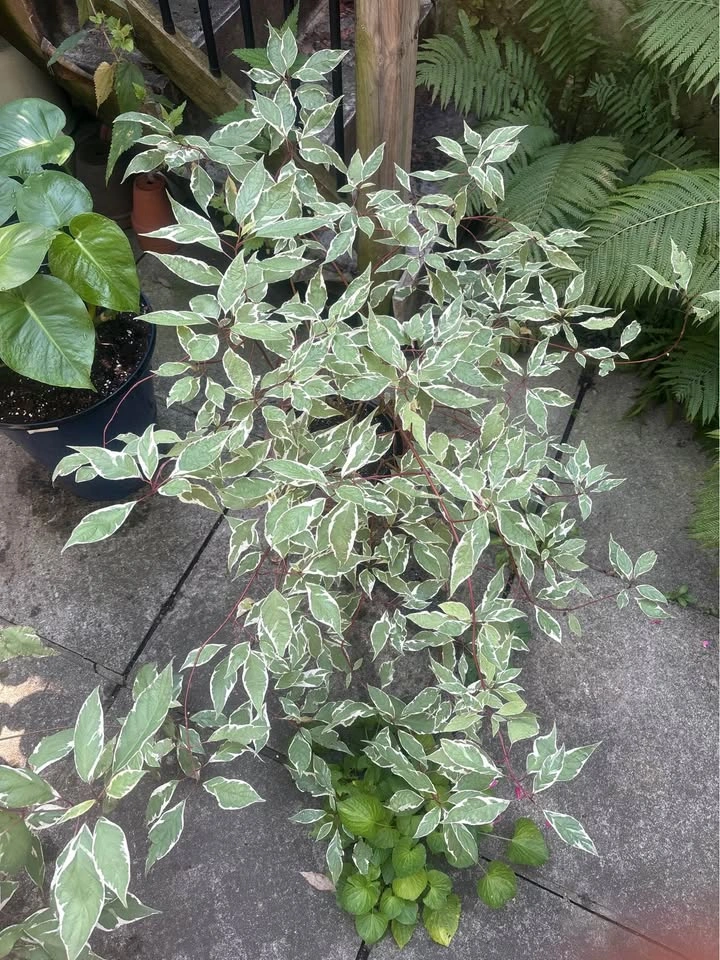 Monstera Plants & Red Osier Dogwoods - photo 2