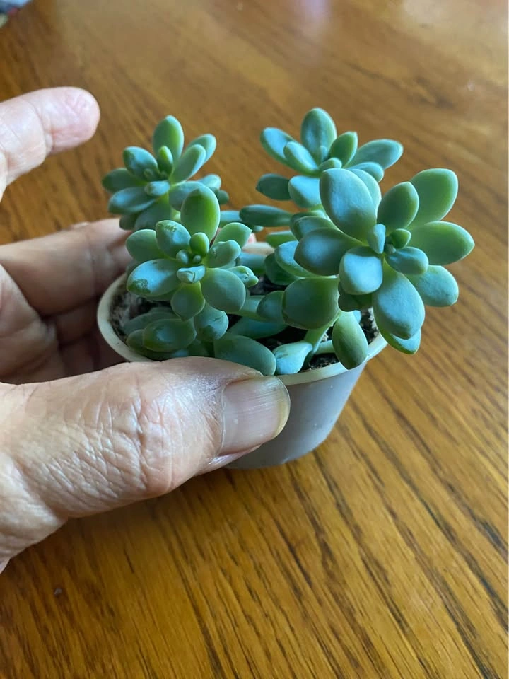 Sedeveria, 4 healthy plants in one tub - photo 2