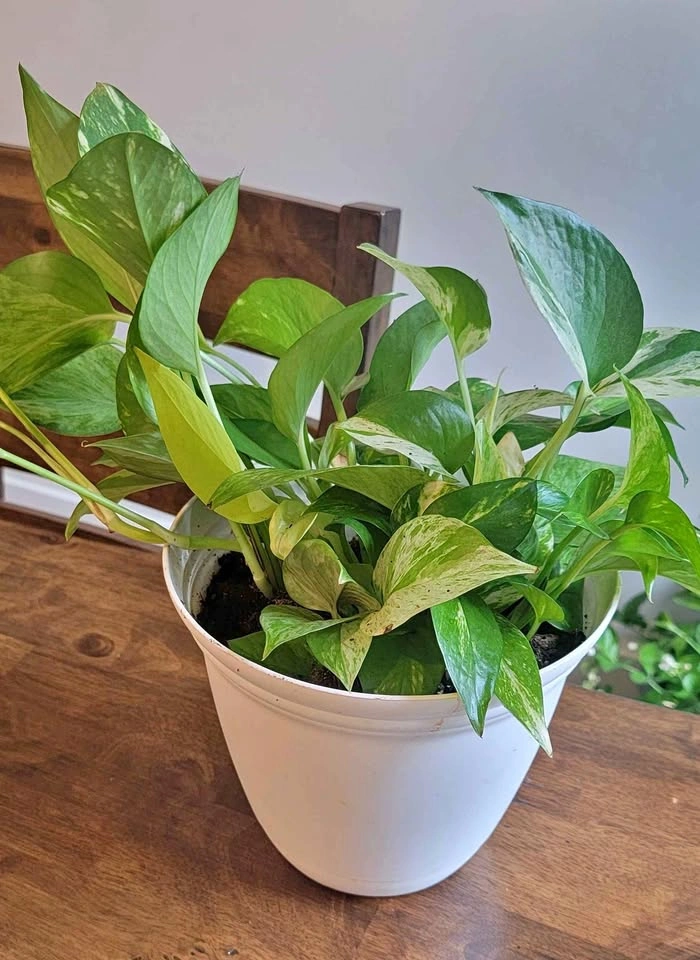 Healthy & Full Pothos Plant in White Pot – Easy Care Houseplant