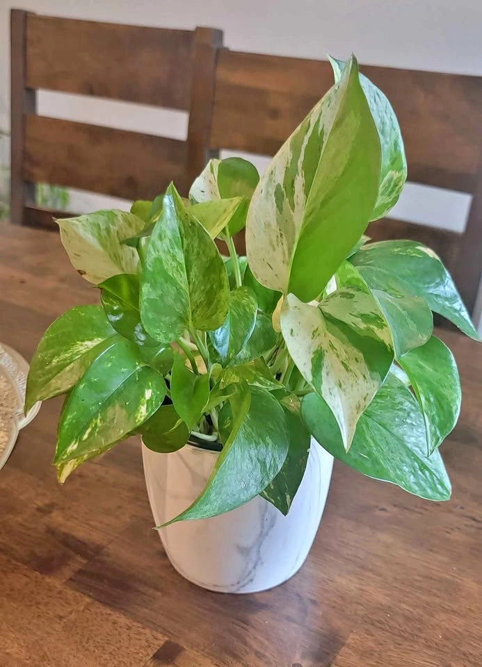 Healthy Marble Queen Pothos – Lush Variegated Houseplant