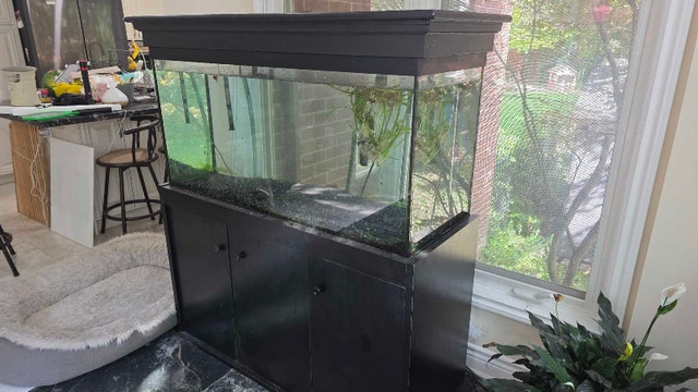 90 gal aquarium