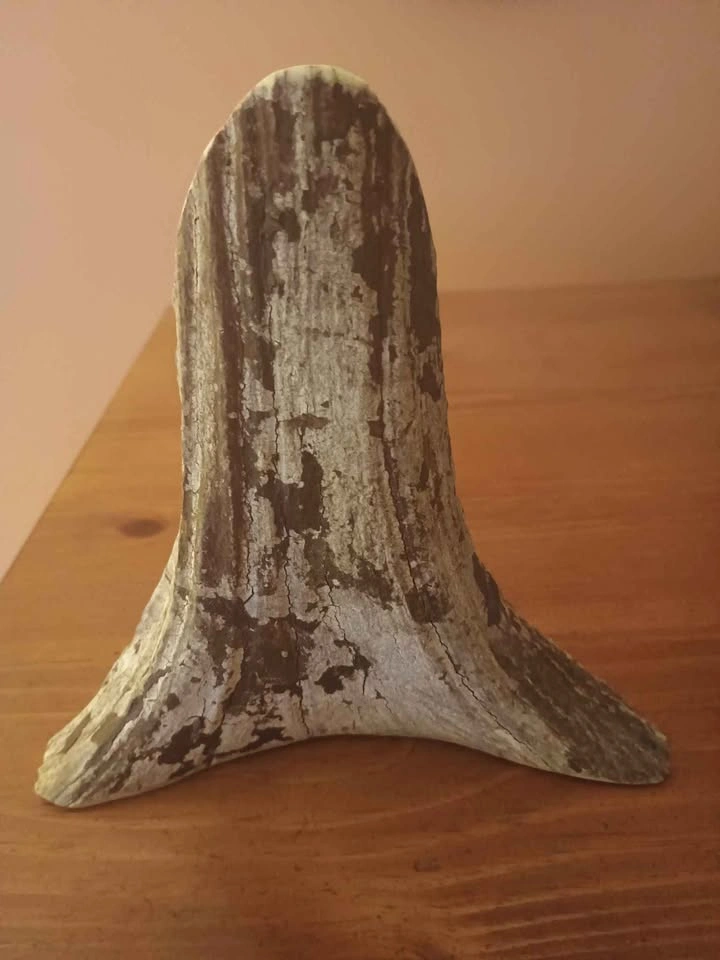 Eagle Scrimshaw on Moose Antler Signed RA? FRA? TRA? - photo 2