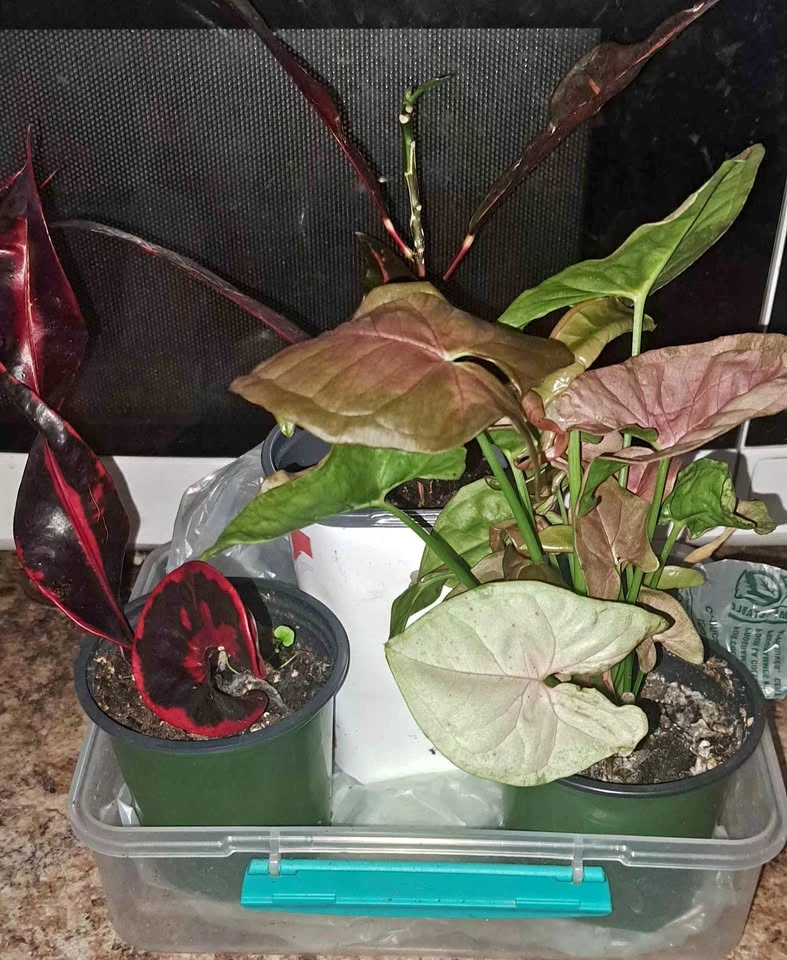 HOUSEPLANTS (MORE TO BE ADDED)