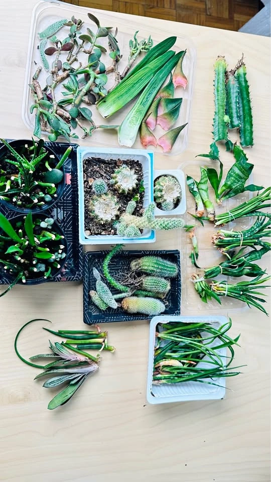 Assorted Succulent and Cactus Cuttings