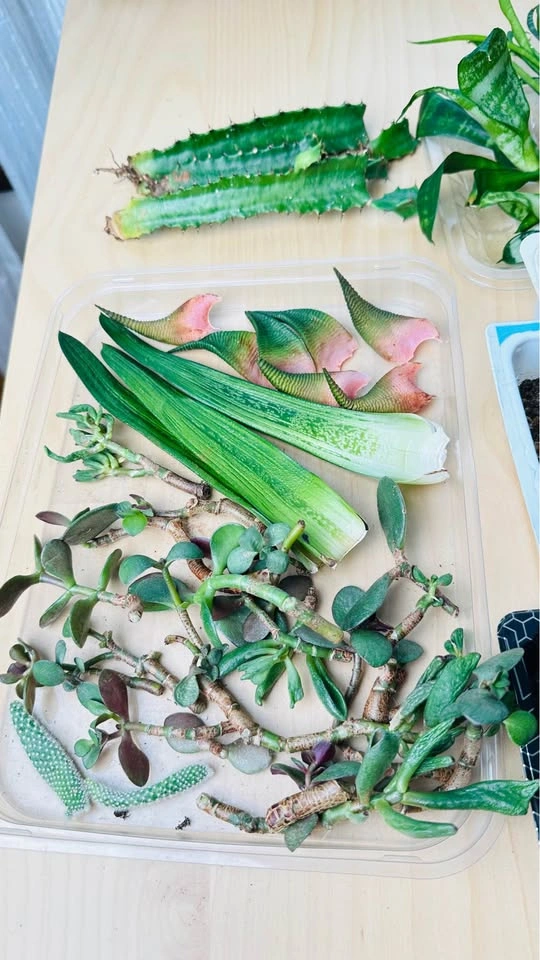 Assorted Succulent and Cactus Cuttings - photo 2