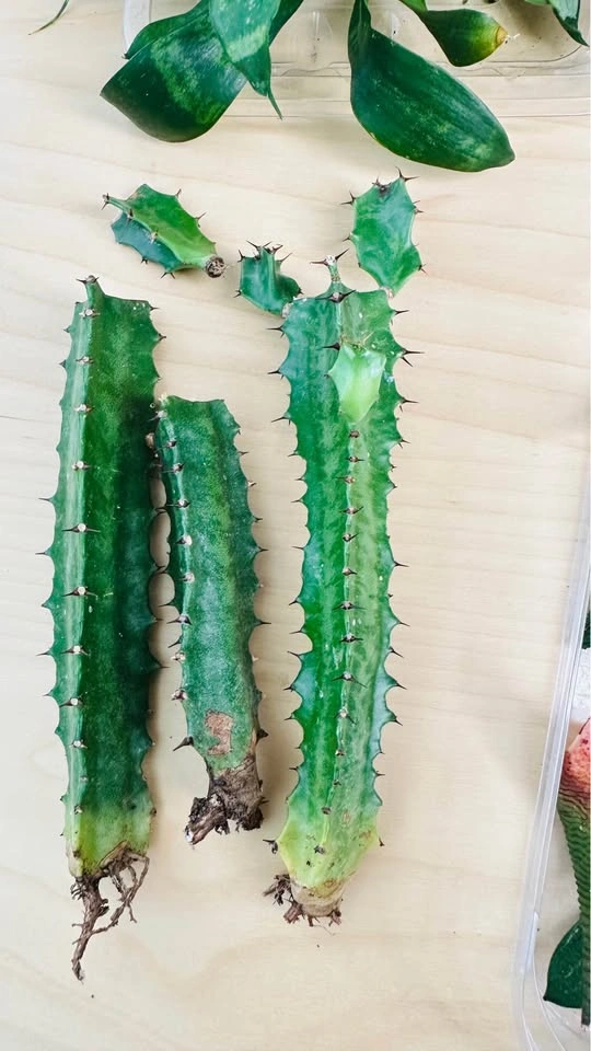 Assorted Succulent and Cactus Cuttings - photo 3