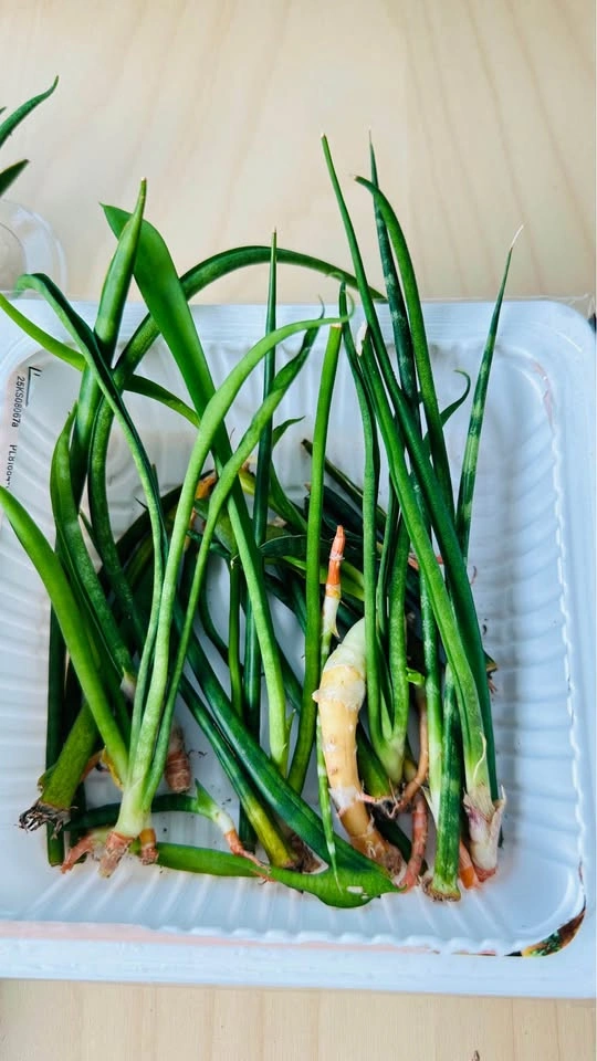Assorted Succulent and Cactus Cuttings - photo 4