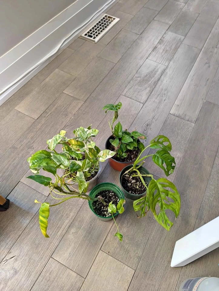 Plant Bundle (4 plants)