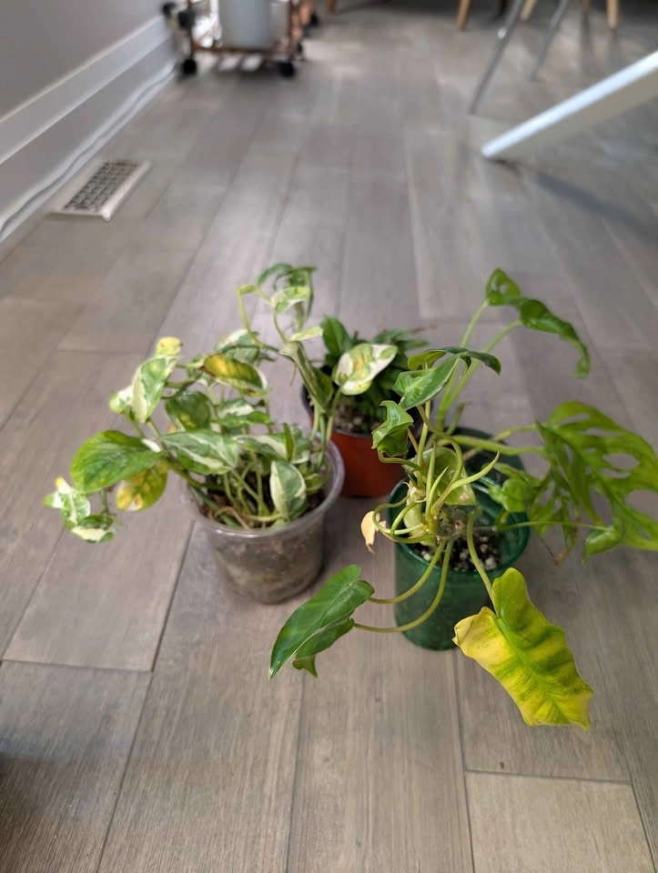 Plant Bundle (4 plants) - photo 2