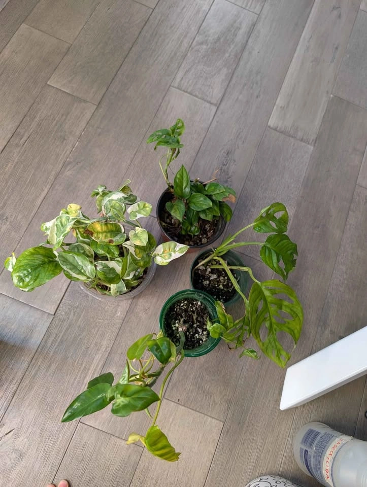 Plant Bundle (4 plants) - photo 3