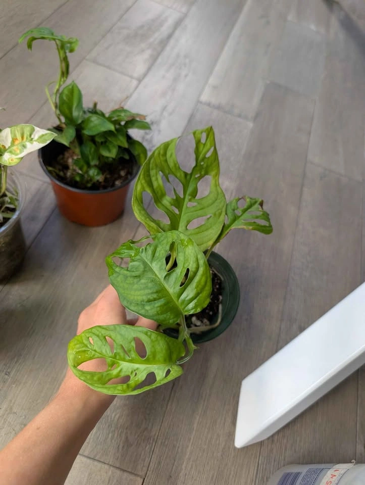 Plant Bundle (4 plants) - photo 4