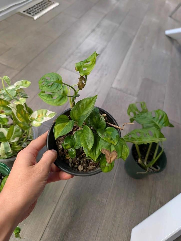 Plant Bundle (4 plants) - photo 5