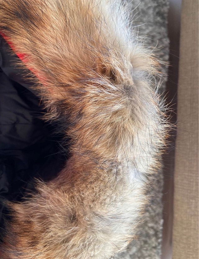 Canada Goose Winter Jacket - photo 4