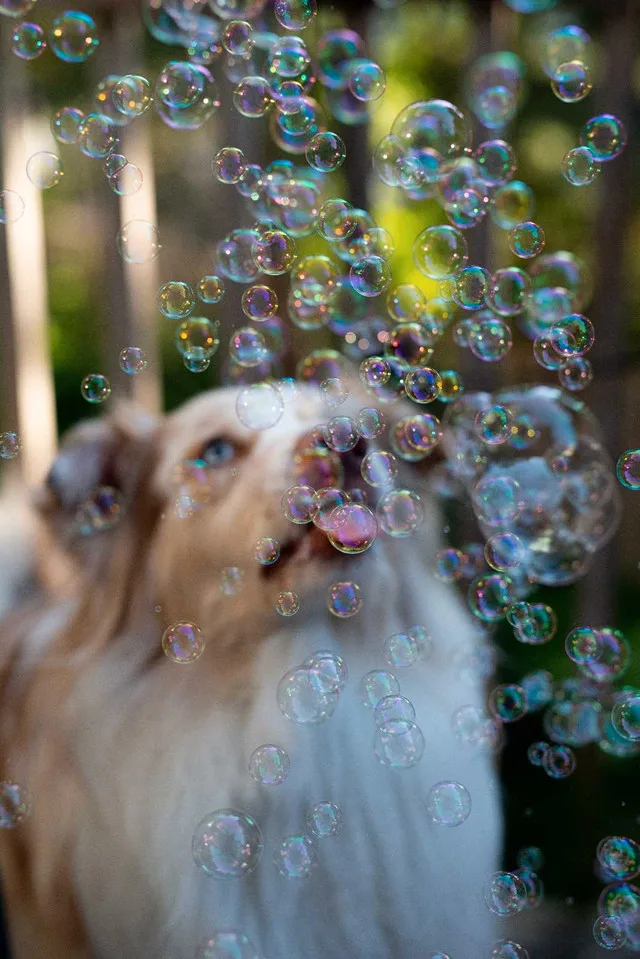 Photography Minis image indicator(4)