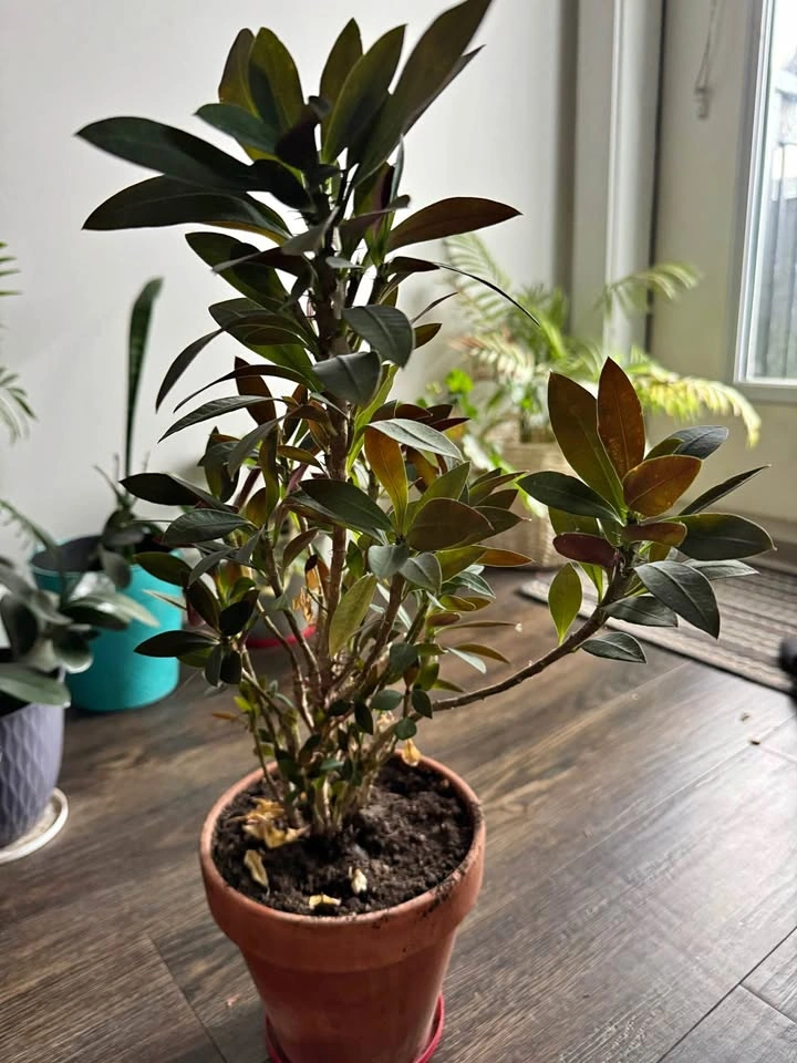 Madagascar Jewel Euphorbia Leuconeura Houseplant