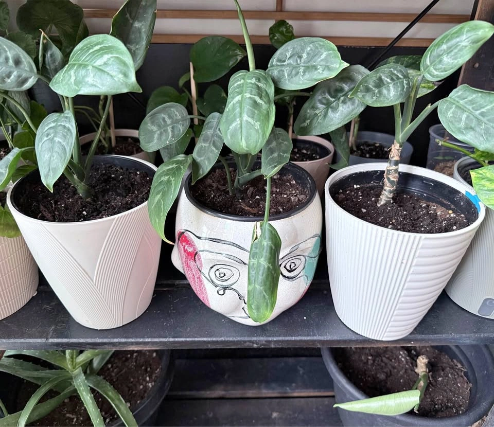 Chinese Evergreen Plants – $15 Each