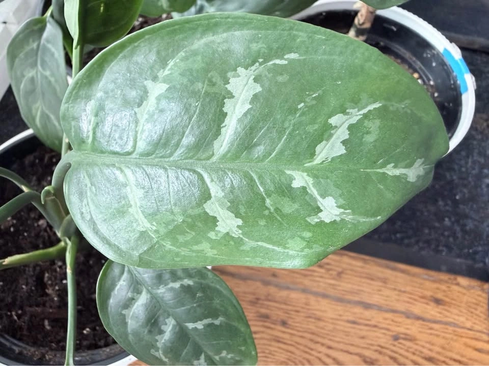 Chinese Evergreen Plants – $15 Each - photo 2