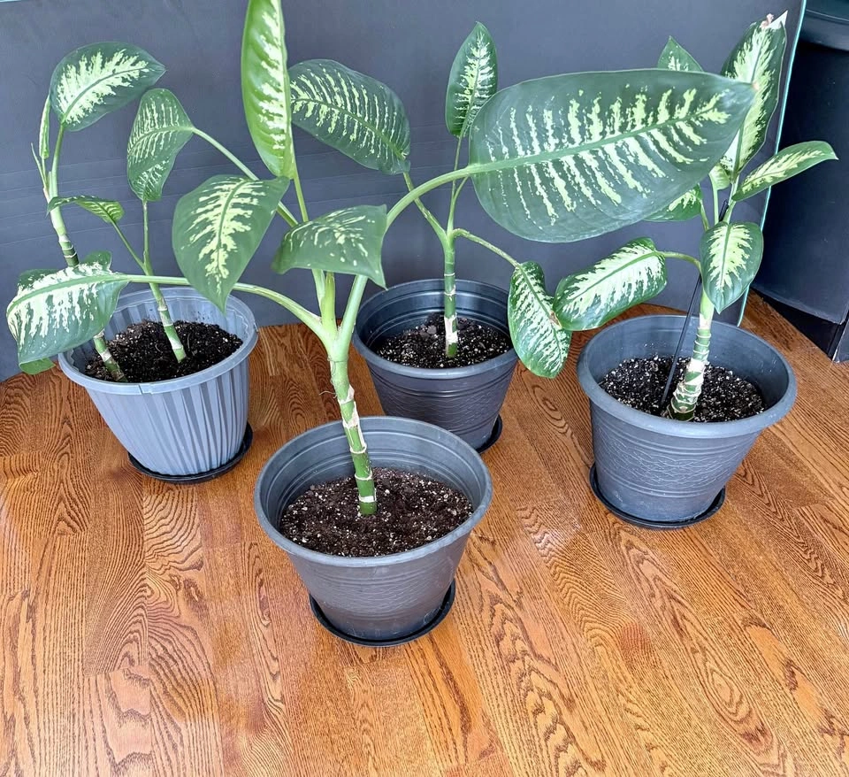 Dieffenbachia Houseplants – $10 Each