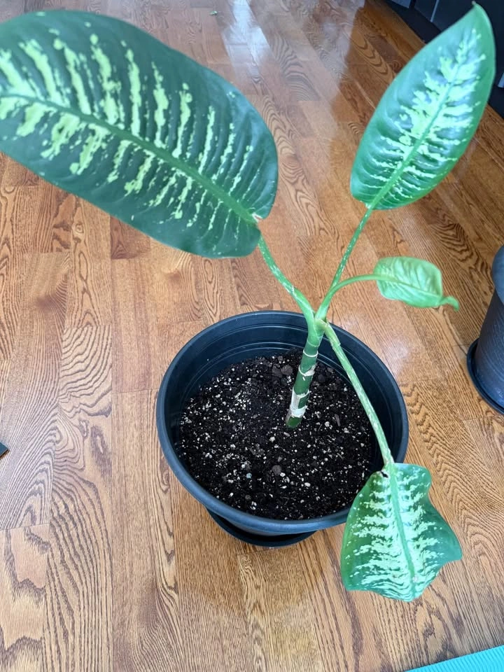Dieffenbachia Houseplants – $10 Each - photo 2