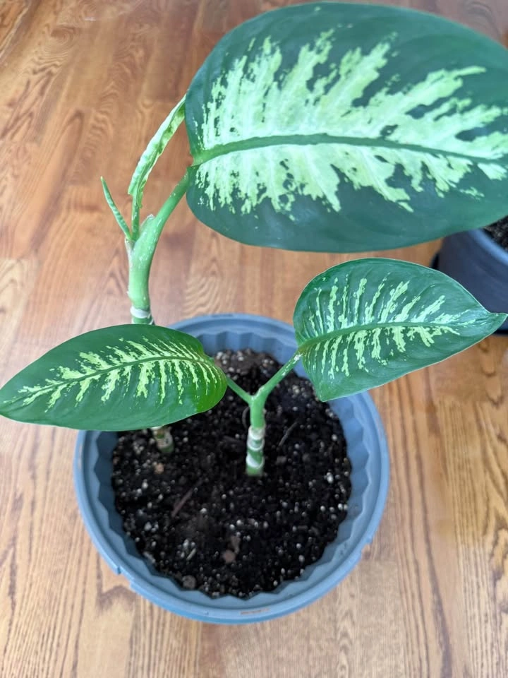 Dieffenbachia Houseplants – $10 Each - photo 3