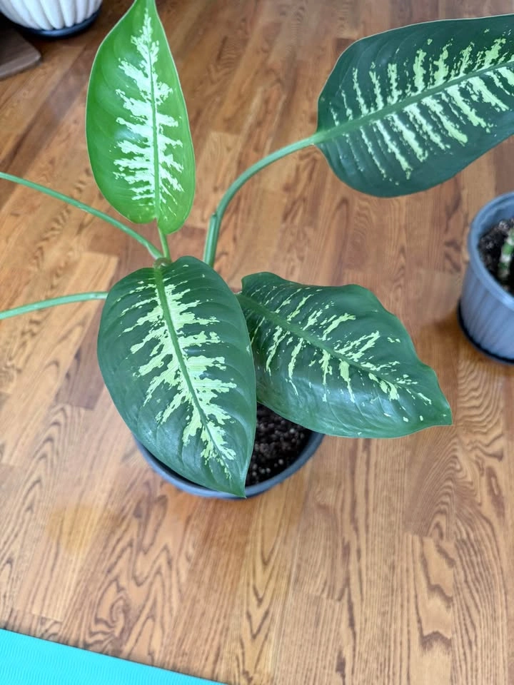 Dieffenbachia Houseplants – $10 Each - photo 4