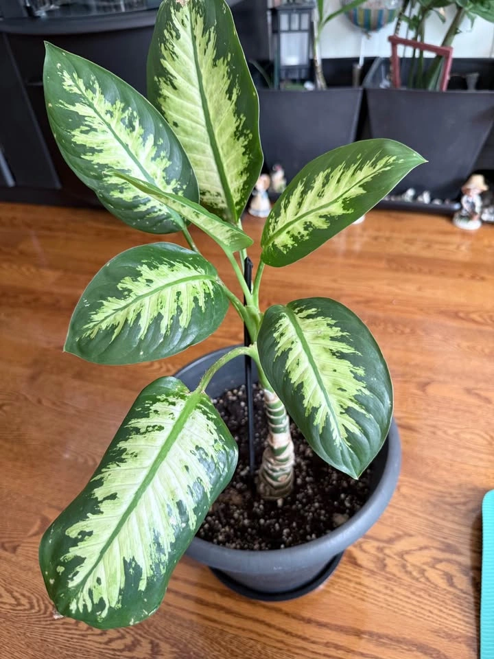 Dieffenbachia Houseplants – $10 Each - photo 5
