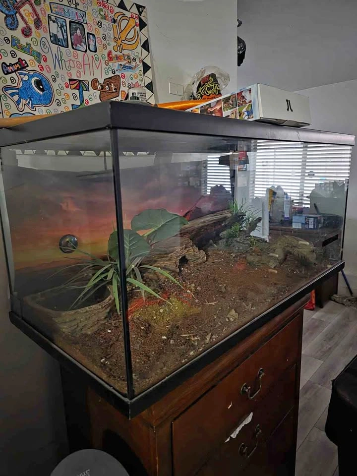 40 Gallon Glass Terrarium