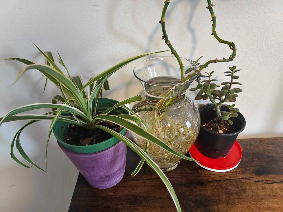 Spider Plant, Pothos, and Jade Plant Trio