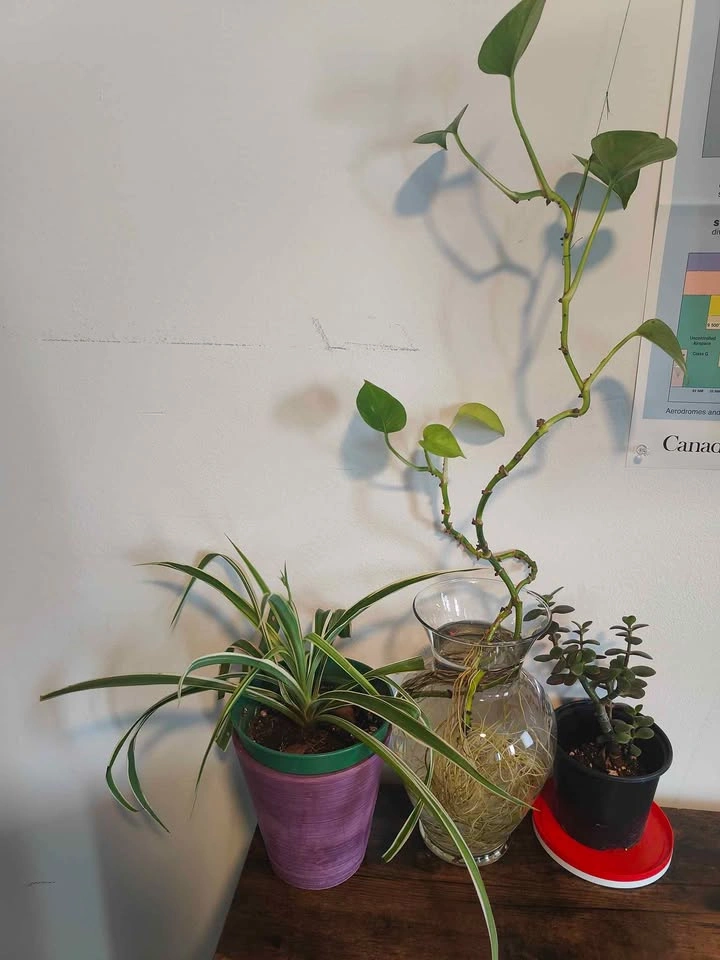 Spider Plant, Pothos, and Jade Plant Trio - photo 2