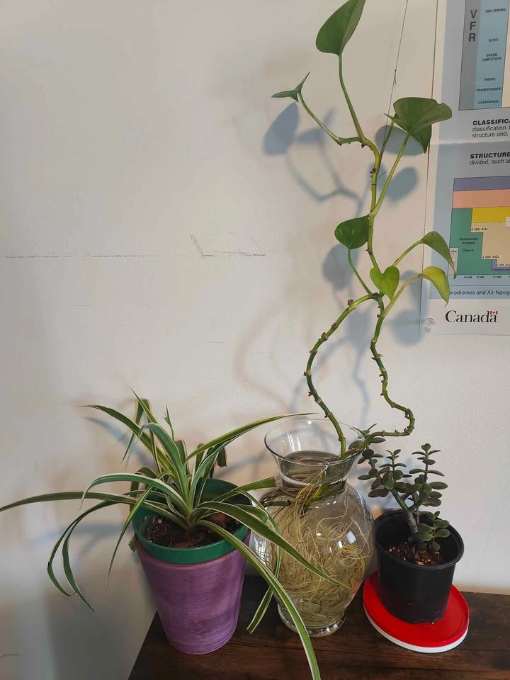 Spider Plant, Pothos, and Jade Plant Trio - photo 3