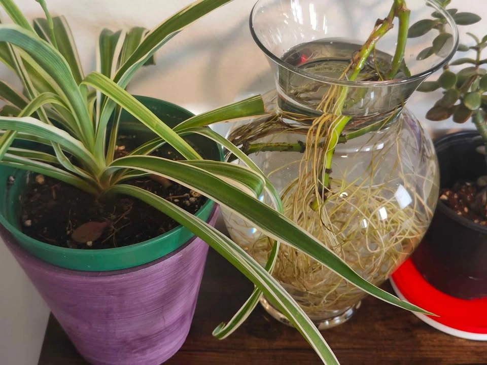 Spider Plant, Pothos, and Jade Plant Trio - photo 4
