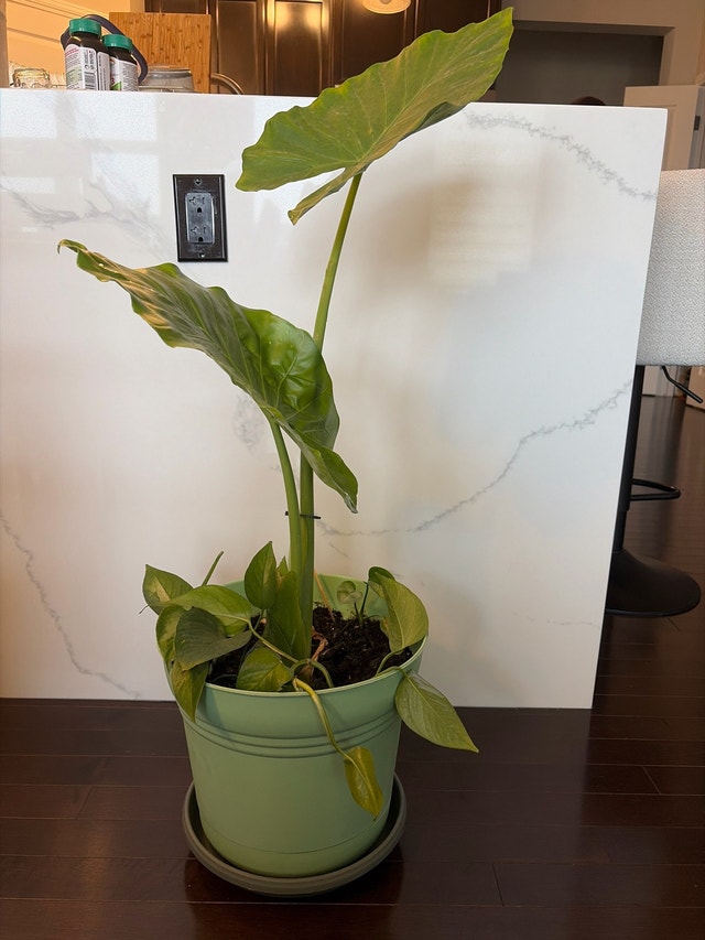 Alocacia plant