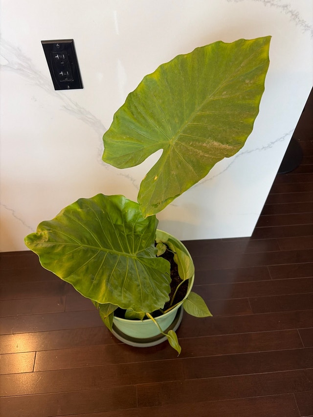 Alocacia plant - photo 2